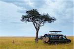 Cheetah (Acinonyx jubatus) and safari jeeps in the Masai Mara National Reserve, Kenya, Africa.