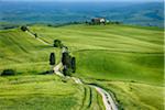 Track passing through green fields with cypress trees. Pienza, Siena Province, Val d´Orcia, Tuscany, Italy.