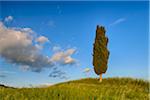 Cypress tree in green field. Pienza, Val d´Orcia, Tuscany, Italy.