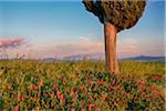 Cypress tree with flowers near sunset. Pienza, Val d´Orcia, Tuscany, Italy.