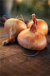 Three Onions, Close-up, Croatia, Slavonia, Europe