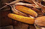 Corn Cobs, Close-up, Croatia, Slavonia, Europe