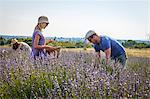 Three People In Lavender Field, Croatia, Dalmatia, Europe