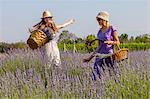 Young Women in Lavender Field,  Croatia, Dalmatia, Europe