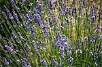 Lavender Field In Summer, Croatia, Dalmatia, Europe