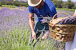 Man Cutting Lavender In Field, Croatia, Dalmatia, Europe