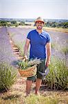 Young Couple In Lavender Field, Croatia, Dalmatia, Europe