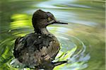 Hooded Merganser (Lophodytes cucullatus) female in Zoo, Augsburg, Germany