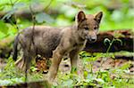 Eurasian wolf (Canis lupus lupus) pup in the forest, Bavaria, Germany