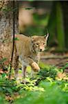 Eurasian lynx (Lynx lynx) walking in the forest, Bavaria, Germany