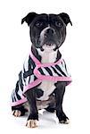 portrait of a staffordshire bull terrier withe coat in front of white background
