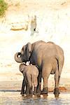 A herd of African elephants (Loxodonta Africana) on the banks of the Chobe River in Botswana drinking water, with juveniles and a calf