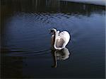 swimming swan in winter scenery