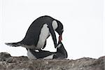 Gentoo penguins are mating.