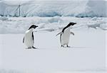 Two Adelie penguins on an ice floe on the background of the iceberg.