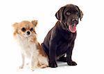 puppy labrador retriever and chihuahua in front of white background