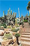 Cactus in the garden of exotic plants Pallanca in Bordighera, Italy. Giardino Esotico Pallanca.