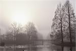 trees and wooden bridge over canal in dense morning fog