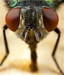 A closeup of a house fly