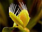 a partially open venus flytrap plant