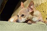 A tan colour Chihuahua with eyes open and ears up, relaxes in a comfy spot.