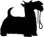 A black silhouette profile of a Scottie dog with itâ??s leash held in itâ??s mouth, tail up and eager to go for a walk.