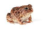 A southern African sand frog (Tomopterna cryptotis) on white