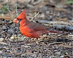 Male Northern Cardinal (Cardinalis cardinalis) perched on the ground in Central Texas.