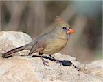 Female Northern Cardinal (Cardinalis cardinalis) perched on a rock in Central Texas.