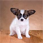 portrait of a cute little puppy Papillon