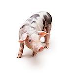 Young piglet, pietrain breed, over white background