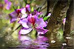 Orchid tree - flower Bauhinia and simulation of water.