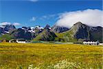 Picturesque flowering fields and mountain peaks on Lofoten islands in Norway on sunny summer day