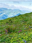 Summer wild flowers in Tatra Mountain, Poland. Some plants in front have some windy motion effect