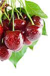 Bunch of fresh ripe cherries close-up with leaves and stems isolated on white background.