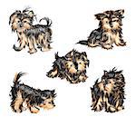 Vector set - puppies of breed a Yorkshire terrier