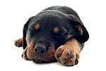 portrait of a sleeping puppy rottweiler in front of white background