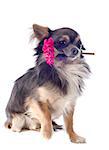 portrait of a cute purebred  chihuahua who holding a flower in his mouth in front of white background