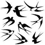 Bird swallow set. Vector illustration poses isolated on white.