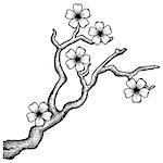 Illustration of a blossoming cherry tree branch in a retro style