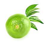 Full fresh lime and a branch with some green leaves. Placed on white background. Close-up. Studio photography.