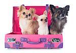 portrait of a cute purebred  chihuahuas in suitcase in front of white background