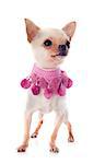 portrait of a cute purebred  puppy chihuahua and pink collar in front of white background