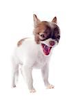 portrait of a barking  puppy chihuahua in front of white background