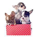 portrait of a cute purebred  puppies chihuahuas in box  in front of white background