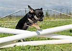 portrait of a cute purebred chihuahua in a training of agility