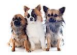 portrait of a cute purebred  chihuahuas in front of white background