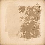 vintage paper texture, nature leaves background