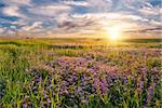 Summer landscape with flower meadow and majestic clouds in the sky on sunrise