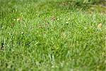 toadstool on green grass